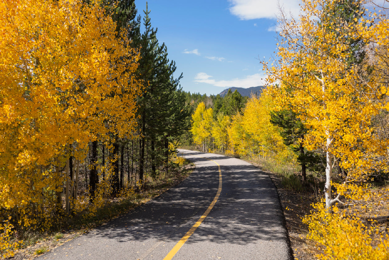 Yellow Aspens Trees in Colorado Print 100% Australian Made