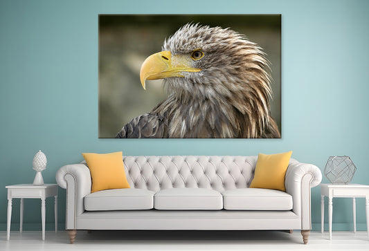 White-Tailed Eagle Close-Up Portrait  Wall Art Decor 100% Australian Made