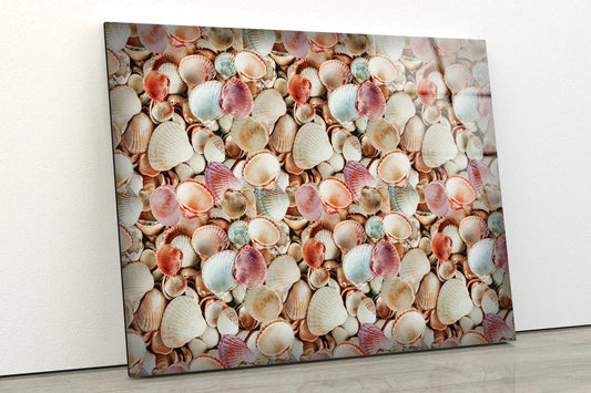 Sea Shells Photograph UV Direct Aluminum Print Australian Made Quality