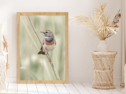Bluethroat Bird on Branch Photograph Glass Framed Wall Art, Ready to Hang Quality Print Without White Border Oak