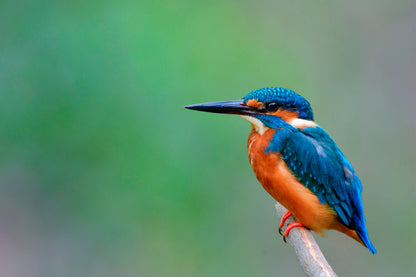 Beautiful Bird in Nature Common Kingfisher  Acrylic Glass Print Tempered Glass Wall Art 100% Made in Australia Ready to Hang