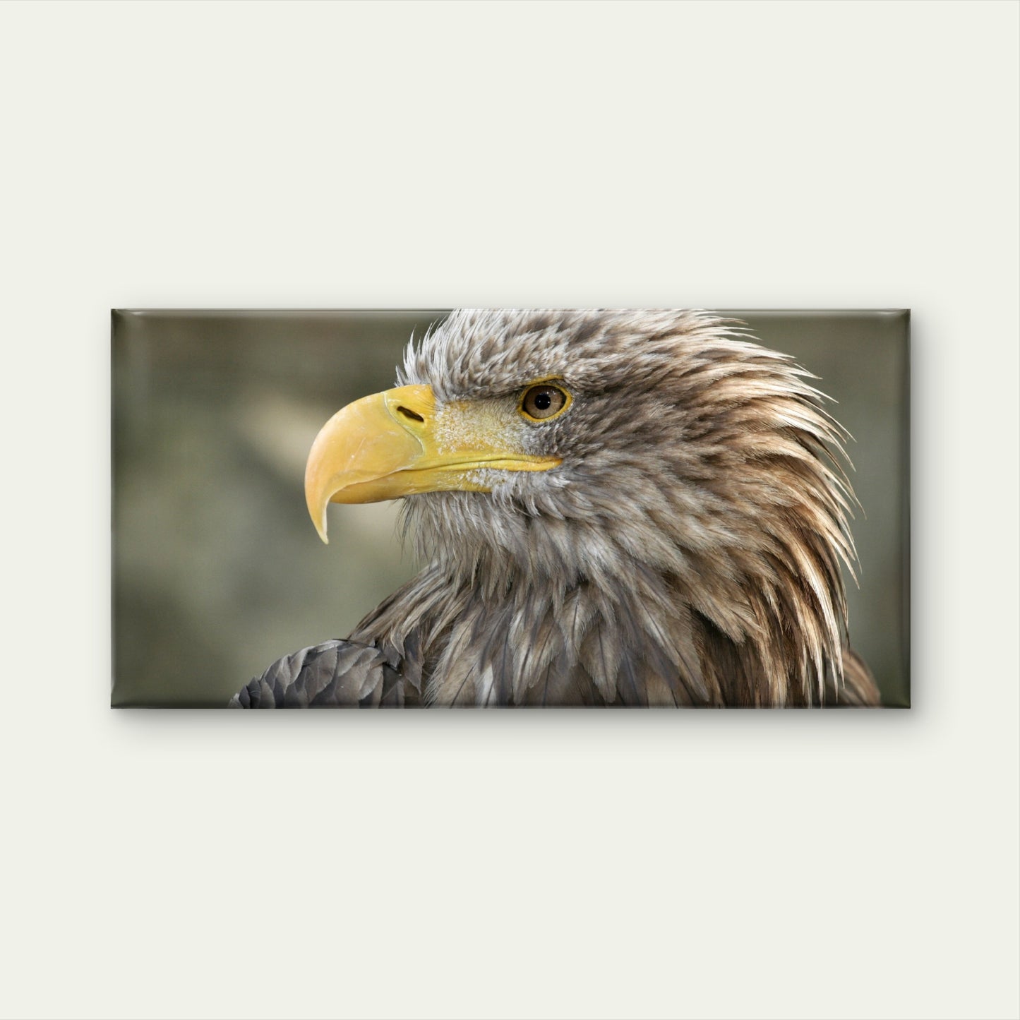 Bald Eagle Raptor Bird Wall Art Canvas Office Home Room Framed 120x60cm