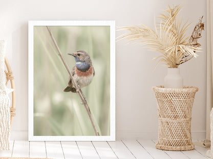 Bluethroat Bird on Branch Photograph Glass Framed Wall Art, Ready to Hang Quality Print Without White Border White