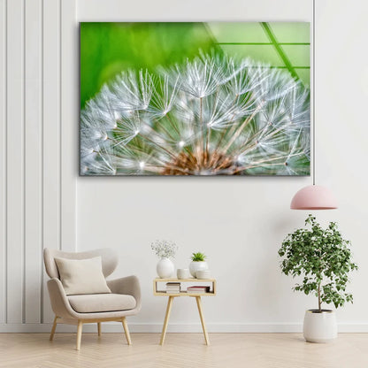 Dandelion Flowers UV Direct Aluminum Print Australian Made Quality