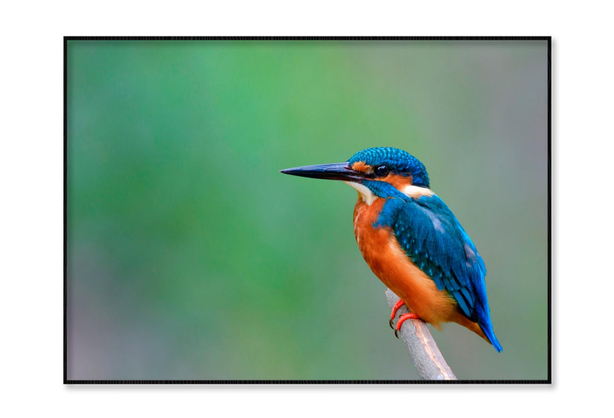 Beautiful Bird in Nature Common Kingfisher Home Decor Premium Quality Poster Print Choose Your Sizes