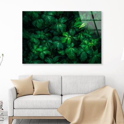 Foliage Of Tropical Leaf Acrylic Glass Print Tempered Glass Wall Art 100% Made in Australia Ready to Hang