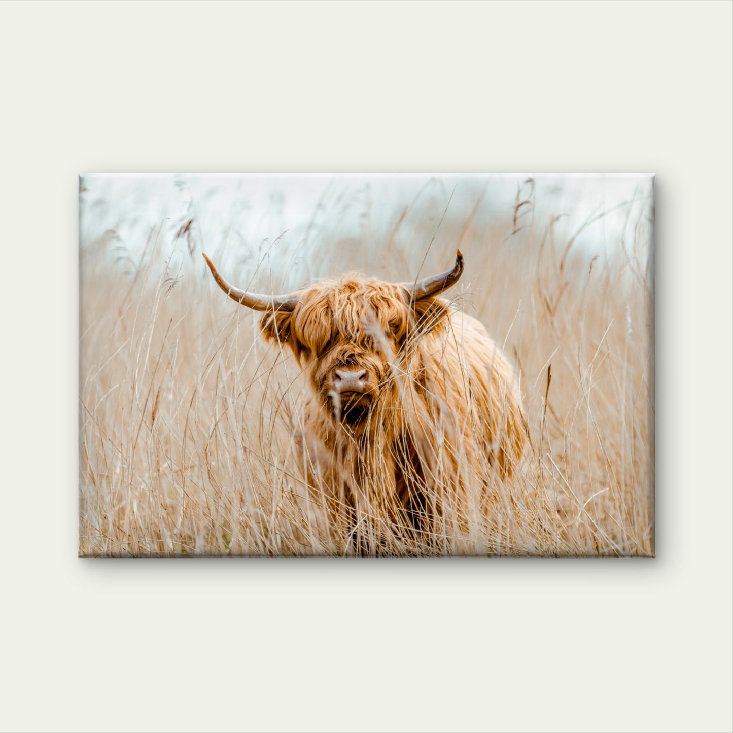 Rustic Farmhouse Highland Cow with Neutral Toned Wheat Field Wall Art Decor 100% Australian Made