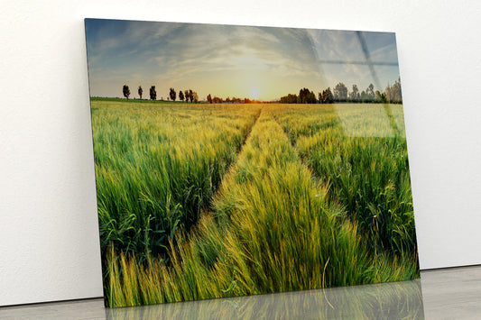 Wheat Field, Sunset & Trees Acrylic Glass Print Tempered Glass Wall Art 100% Made in Australia Ready to Hang