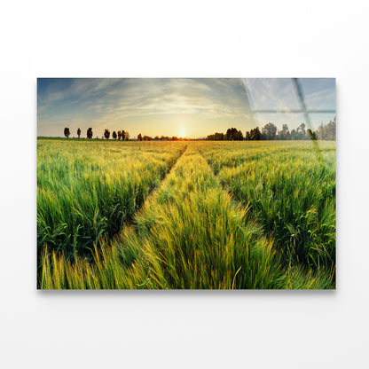 Wheat Field, Sunset & Trees Acrylic Glass Print Tempered Glass Wall Art 100% Made in Australia Ready to Hang