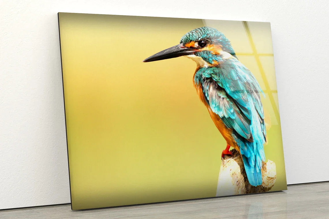 Kingfisher Bird Closeup UV Direct Aluminum Print Australian Made Quality