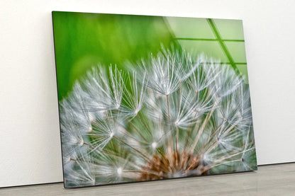 Dandelion Flowers UV Direct Aluminum Print Australian Made Quality