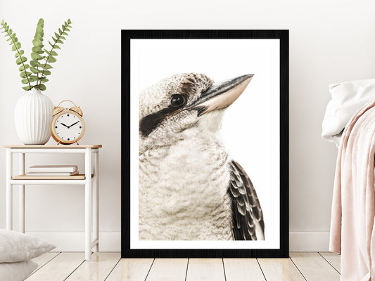 Kookaburra Bird Closeup Side View Photograph Glass Framed Wall Art, Ready to Hang Quality Print With White Border Black