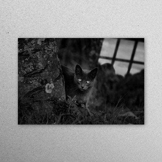 Black Cat Photo Acrylic Glass Print Tempered Glass Wall Art 100% Made in Australia Ready to Hang