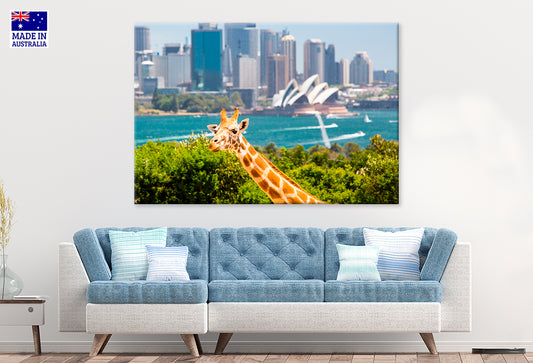 Giraffes Overlooking Sydney Harbour at Taronga Zoo Wall Art Decor 100% Australian Made