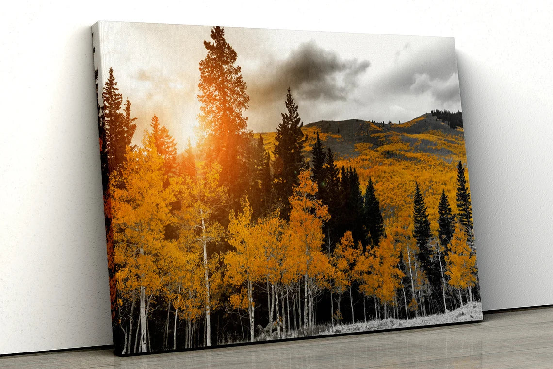 Yellow trees black and white forest UV Direct Aluminum Print Australian Made Quality