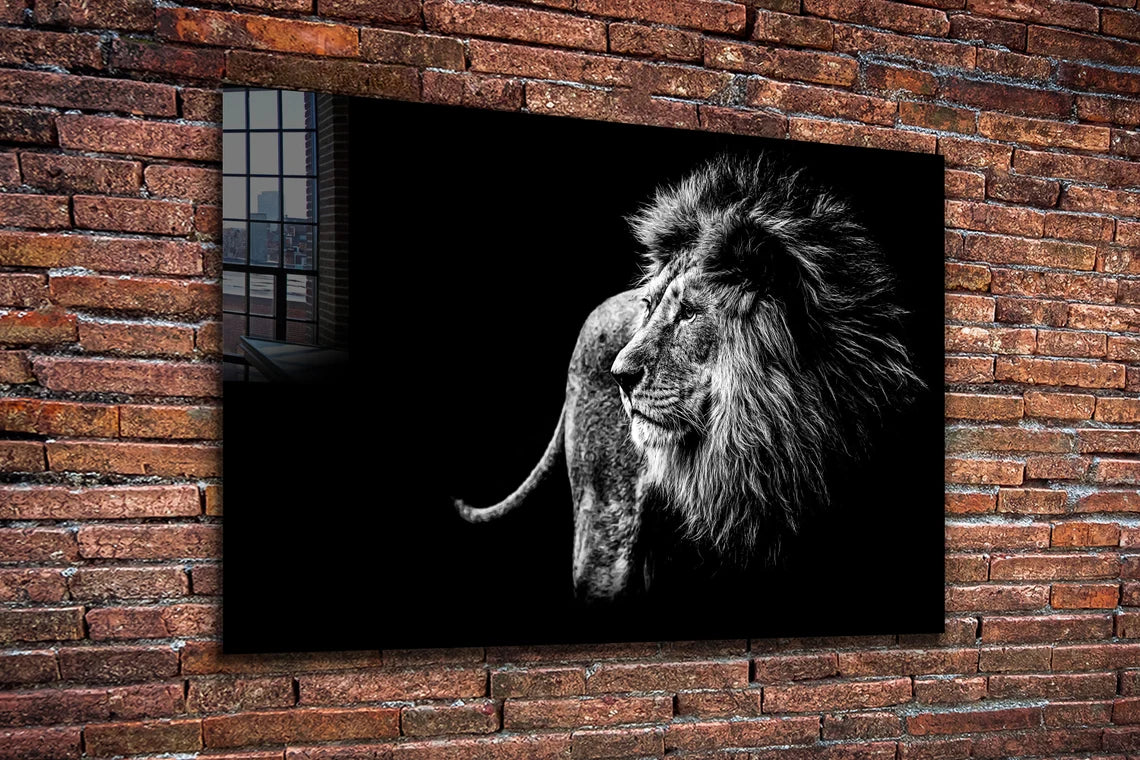 Lion B&W Side View UV Direct Aluminum Print Australian Made Quality