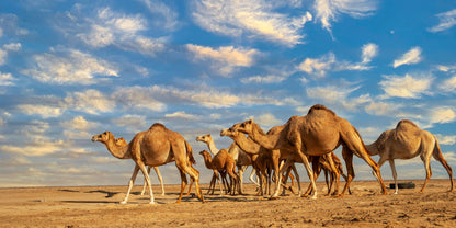 Sahara Desert Camel Caravan Safari Sunset Wall Art Canvas Office Home Framed 120x60cm
