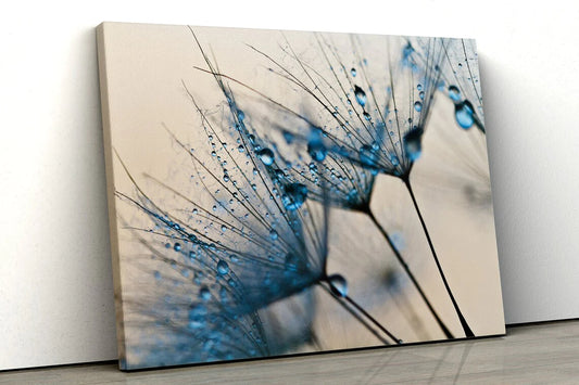 Waterdrops on Dandelion UV Direct Aluminum Print Australian Made Quality