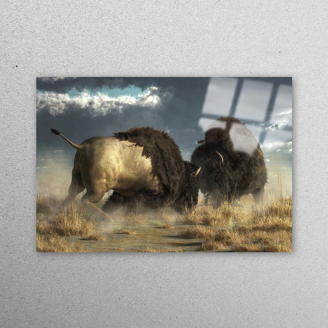 Two Bison's Fight Acrylic Glass Print Tempered Glass Wall Art 100% Made in Australia Ready to Hang