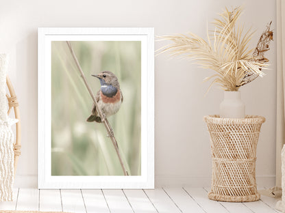 Bluethroat Bird on Branch Photograph Glass Framed Wall Art, Ready to Hang Quality Print With White Border White
