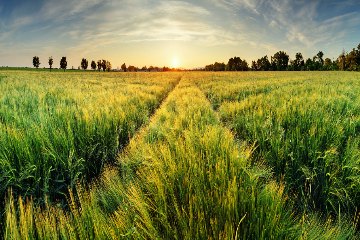 Wheat Field, Sunset & Trees Home Decor Premium Quality Poster Print Choose Your Sizes