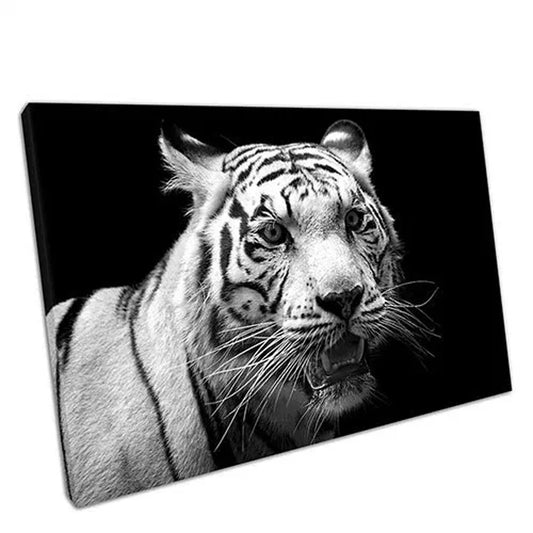 Large white and black Tiger cat animal UV Direct Aluminum Print Australian Made Quality