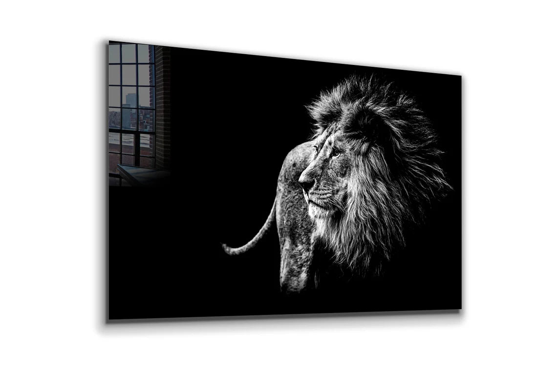 Lion B&W Side View UV Direct Aluminum Print Australian Made Quality