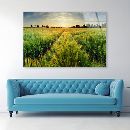 Wheat Field, Sunset & Trees Acrylic Glass Print Tempered Glass Wall Art 100% Made in Australia Ready to Hang