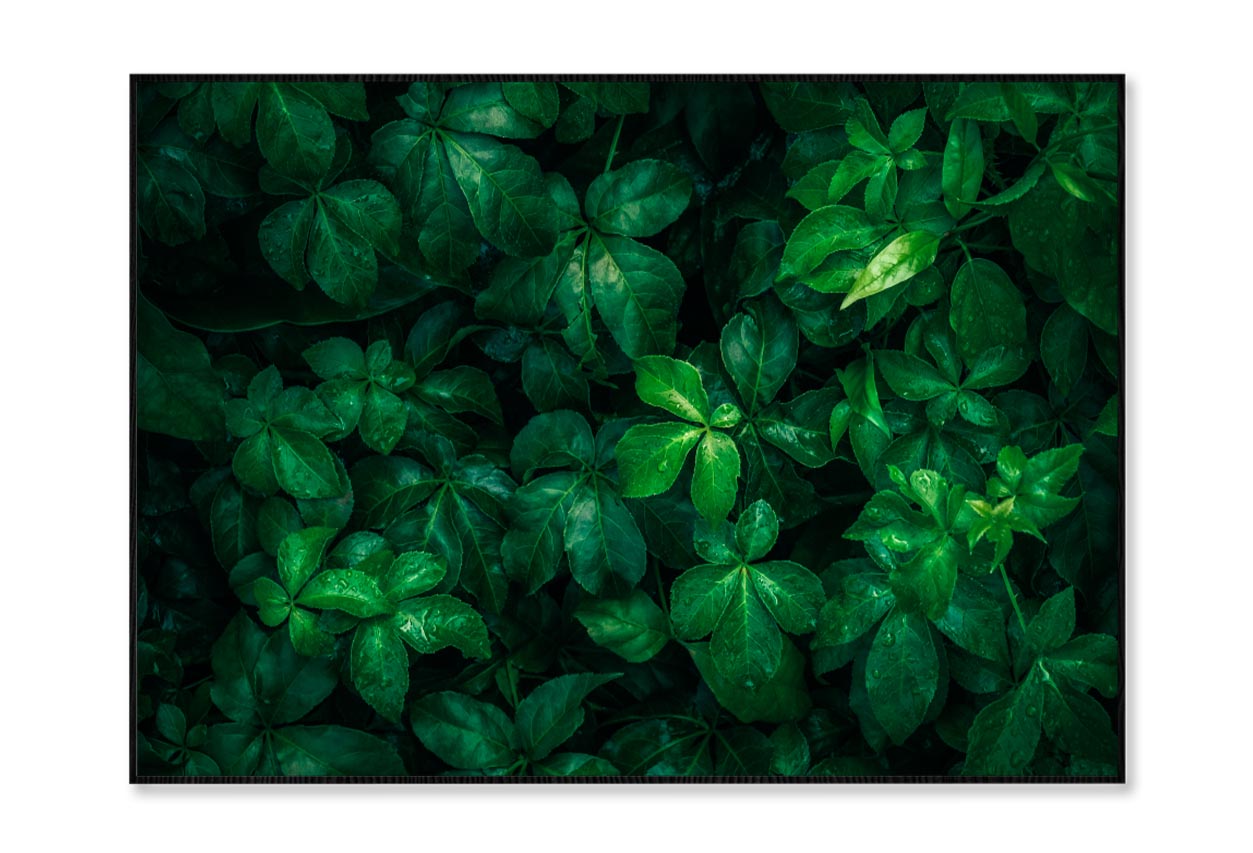 Foliage Of Tropical Leaf  Home Decor Premium Quality Poster Print Choose Your Sizes