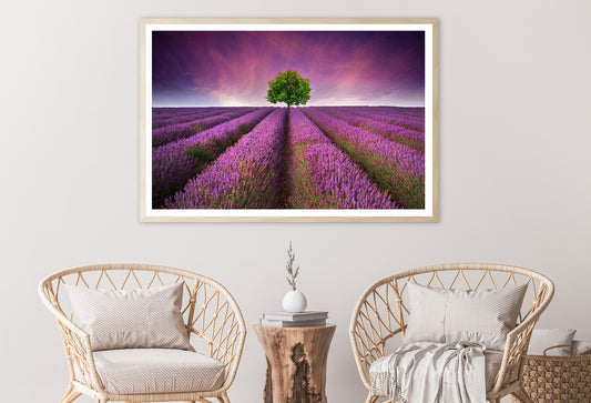 Stunning Lavender Field Sunset with Single Tree Home Decor Premium Quality Poster Print Choose Your Sizes