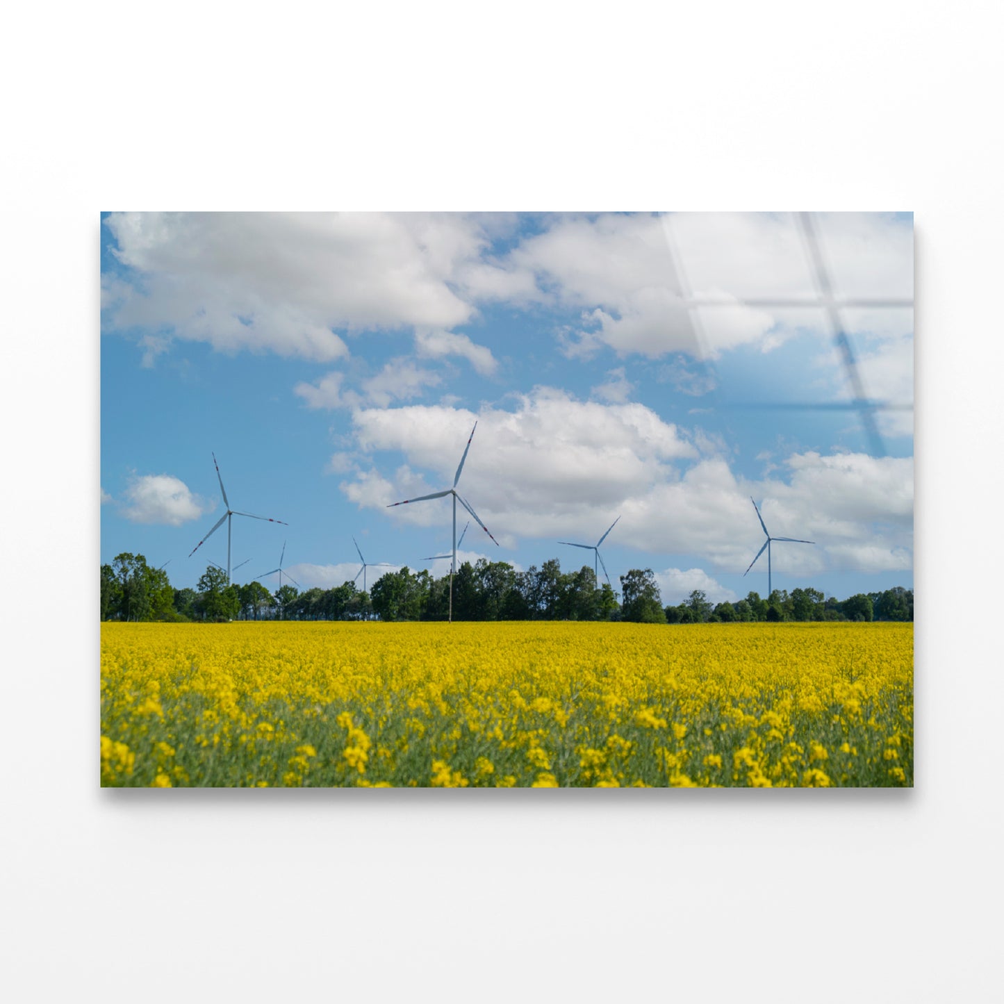 Rapeseed Plant and Wind Turbines Acrylic Glass Print Tempered Glass Wall Art 100% Made in Australia Ready to Hang