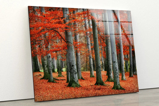 Red Leaves Tree Forest UV Direct Aluminum Print Australian Made Quality