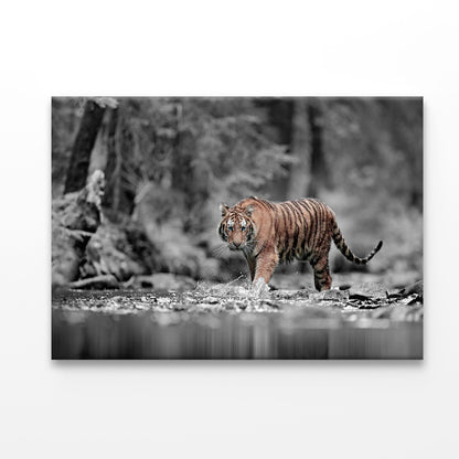 Blue Eye Tiger Acrylic Glass Print Tempered Glass Wall Art 100% Made in Australia Ready to Hang