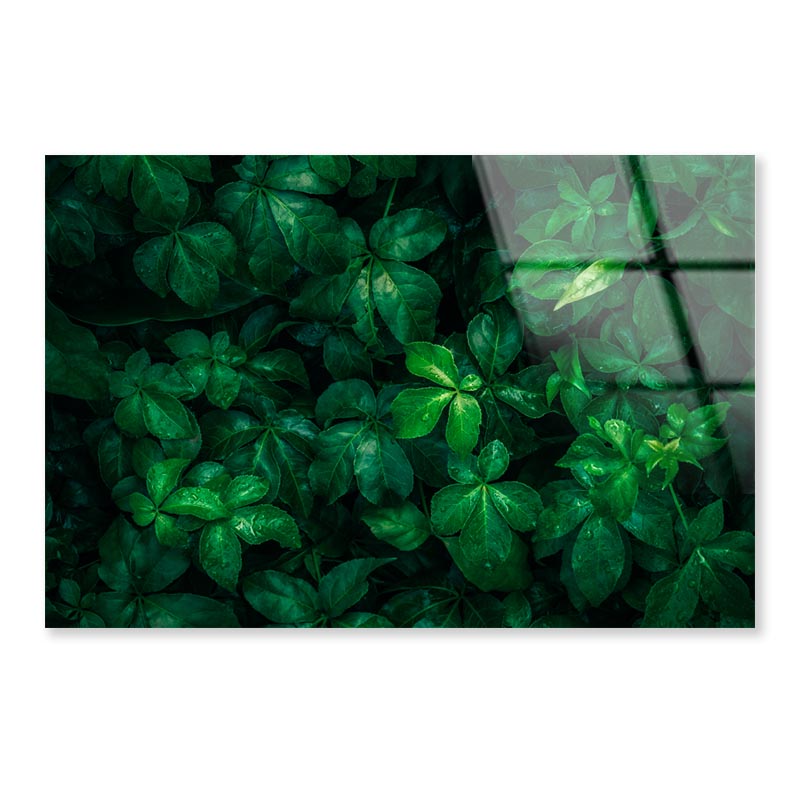 Foliage Of Tropical Leaf Acrylic Glass Print Tempered Glass Wall Art 100% Made in Australia Ready to Hang