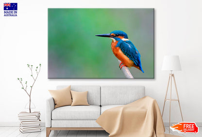 Beautiful Bird in Nature Common Kingfisher  Wall Art Decor 100% Australian Made