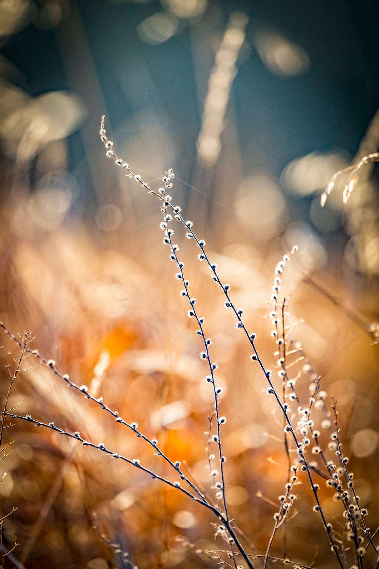 Blurred Autumn Golden Floral Glass Framed Wall Art, Ready to Hang Quality Print