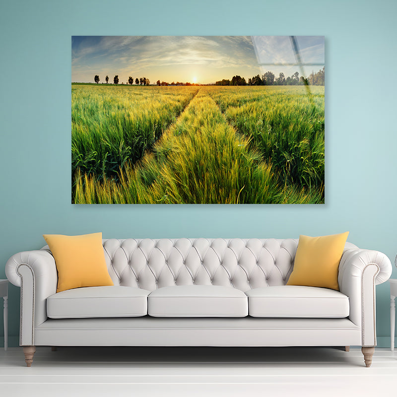 Wheat Field, Sunset & Trees Acrylic Glass Print Tempered Glass Wall Art 100% Made in Australia Ready to Hang