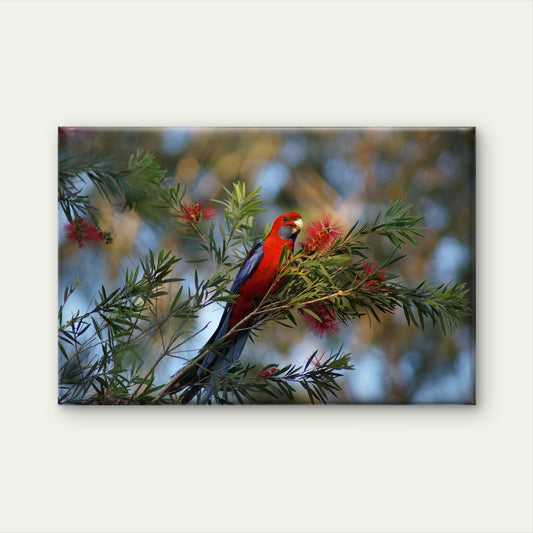 Crimson Rosella Australian Bird Wall Art Decor 100% Australian Made