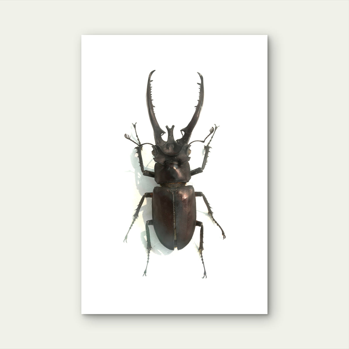 Male Stag Beetle Specimen 60x90cm Metal Print Ready to Hang