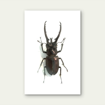 Male Stag Beetle Specimen 60x90cm Metal Print Ready to Hang