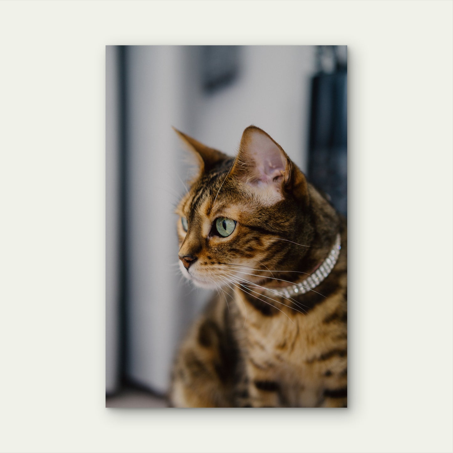 Close Up Cat Looking Away 60x90cm Metal Print Ready to Hang