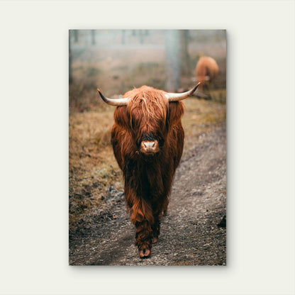 Highland Cow Rustic View 40x60cm Metal Print Ready to Hang