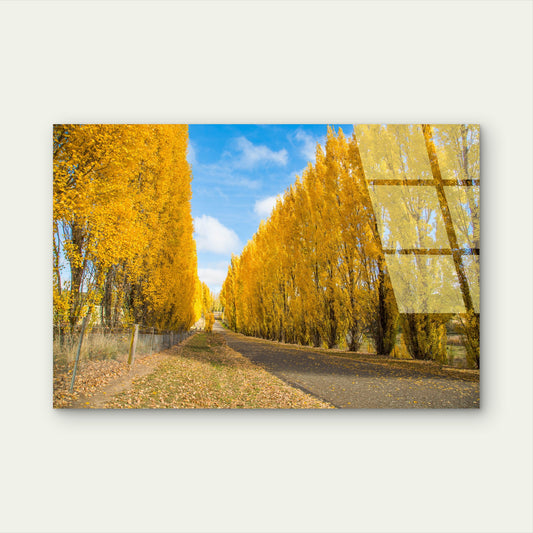 Gould Memorial Drive Autumn Gold Trees Acrylic Glass Printing Wall Art Australian Made Quality