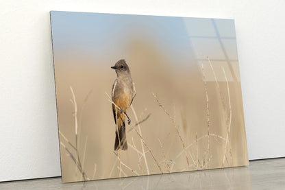 A Bird Perched On a Branch Close-up View Acrylic Glass Print Tempered Glass Wall Art 100% Made in Australia Ready to Hang