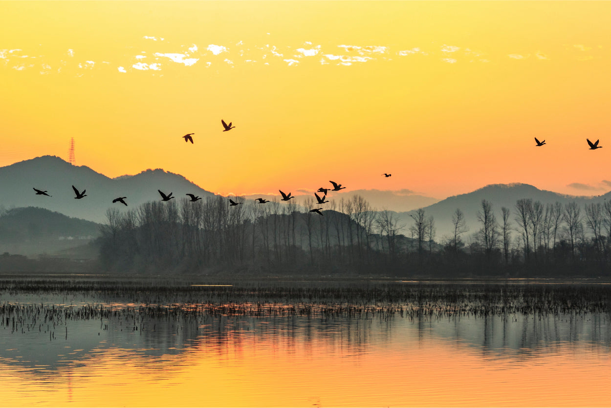 Birds Flying Sunset River Wall Art Decor 100% Australian Made