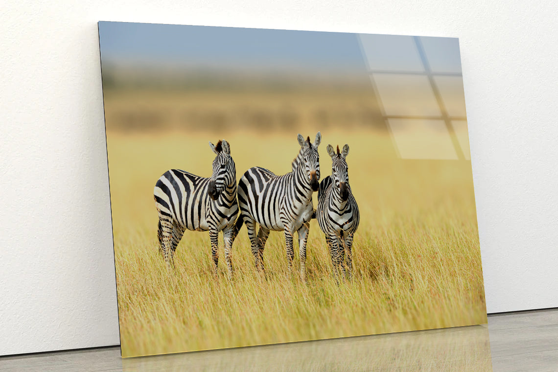 Herd of Zebras on Long Grass Land Acrylic Glass Print Tempered Glass Wall Art 100% Made in Australia Ready to Hang