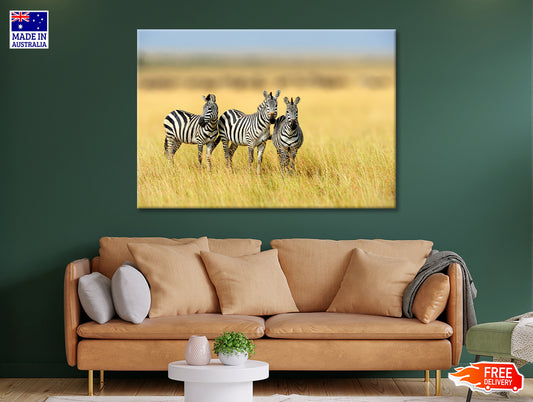 Herd of Zebras on Long Grass Land Print 100% Australian Made