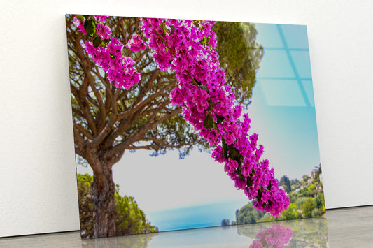 Branch Of Bougainvillea Flowers Acrylic Glass Print Tempered Glass Wall Art 100% Made in Australia Ready to Hang