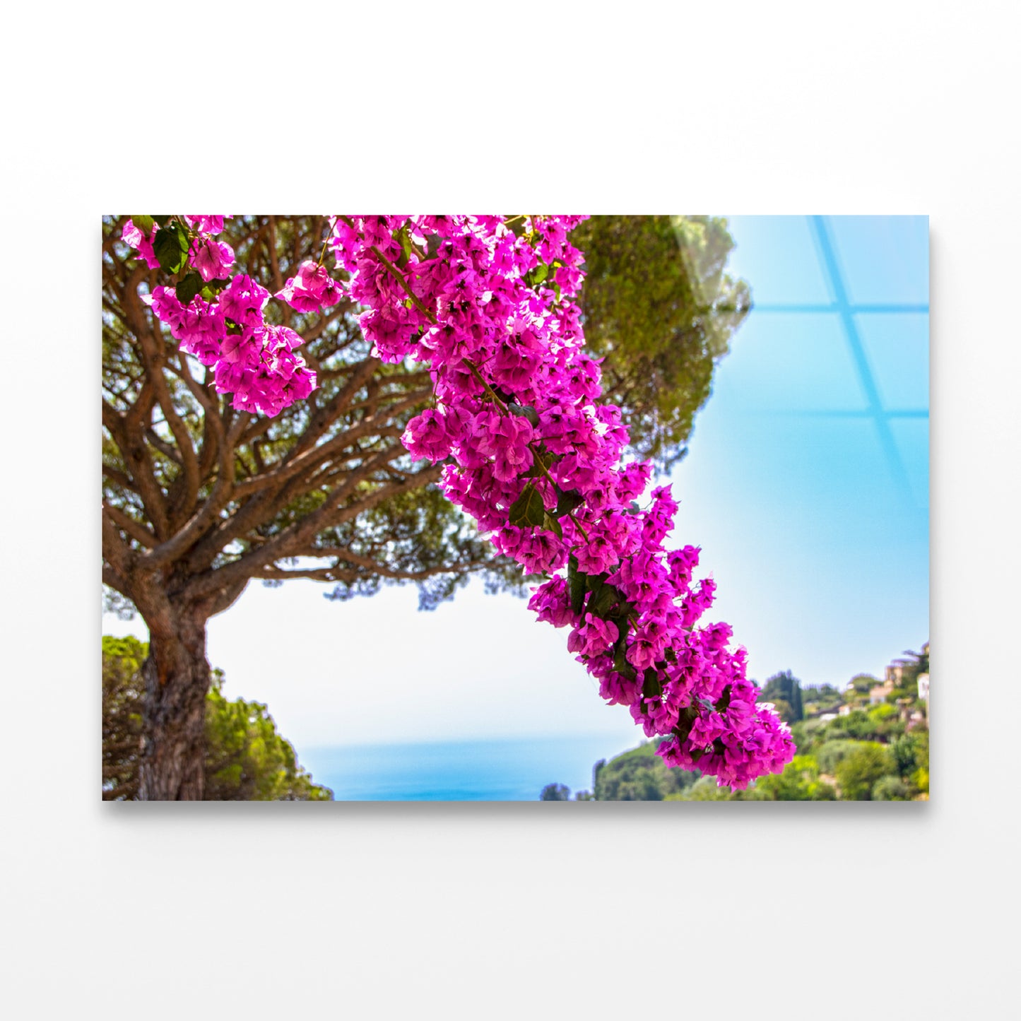 Branch Of Bougainvillea Flowers Acrylic Glass Print Tempered Glass Wall Art 100% Made in Australia Ready to Hang