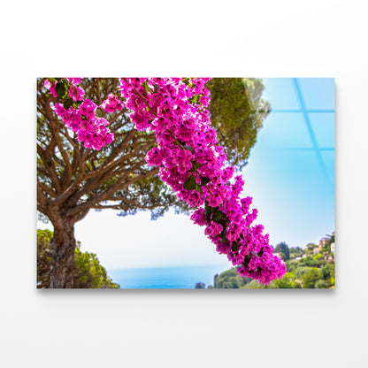 Branch Of Bougainvillea Flowers Acrylic Glass Print Tempered Glass Wall Art 100% Made in Australia Ready to Hang